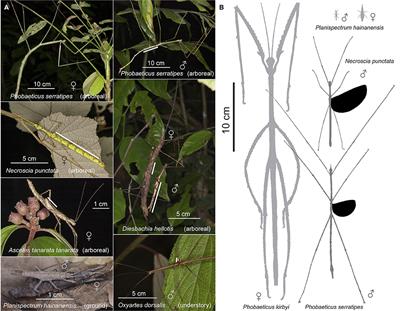 A Tale of Winglets: Evolution of Flight Morphology in Stick Insects